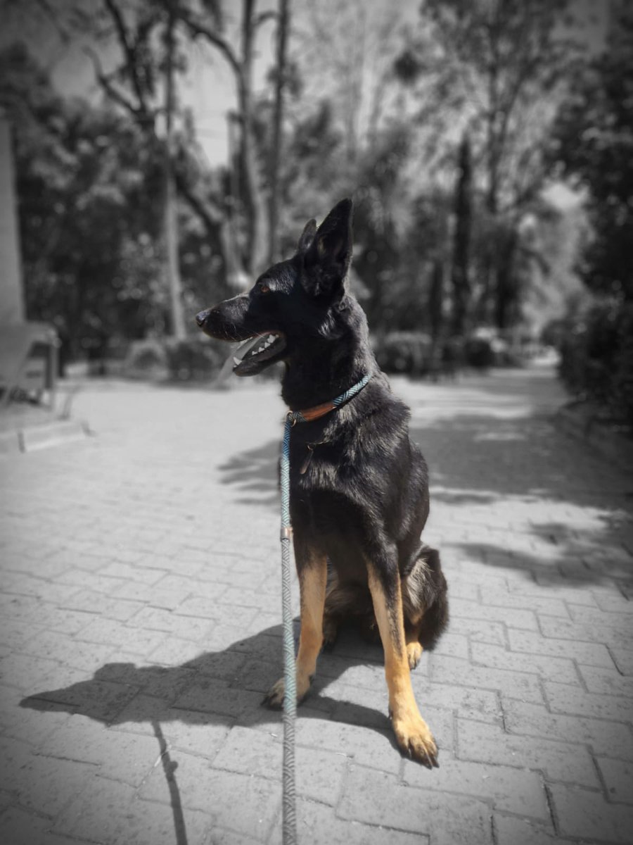 Jarvis
#policedog 
#militarydog