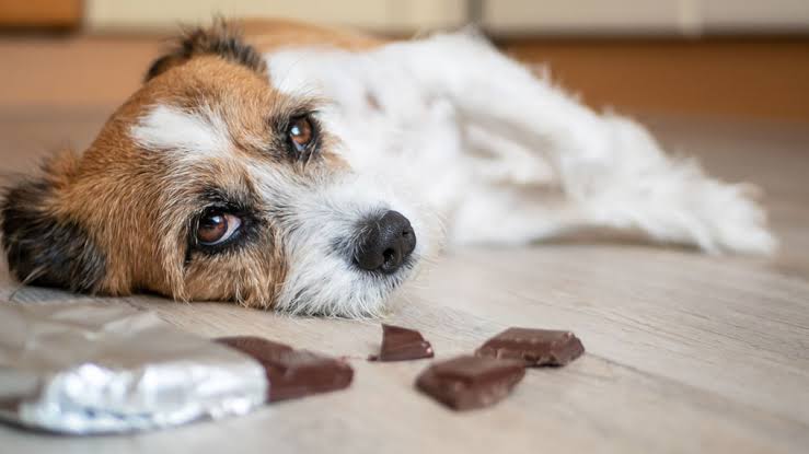 AuduOkpe's tweet photo. Stop chocolate , it is toxic to dog . Signs include vomiting , diarrhoea, panting , restlessness , increased urination , incordinations and heart failure . https://t.co/aw5dp6PzKZ