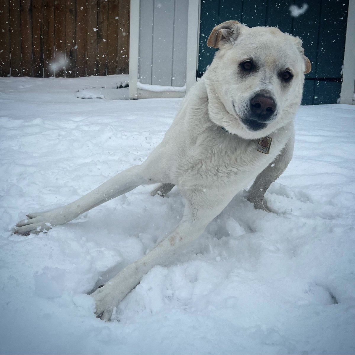 We’re getting snow today! Honey is ready for it.
