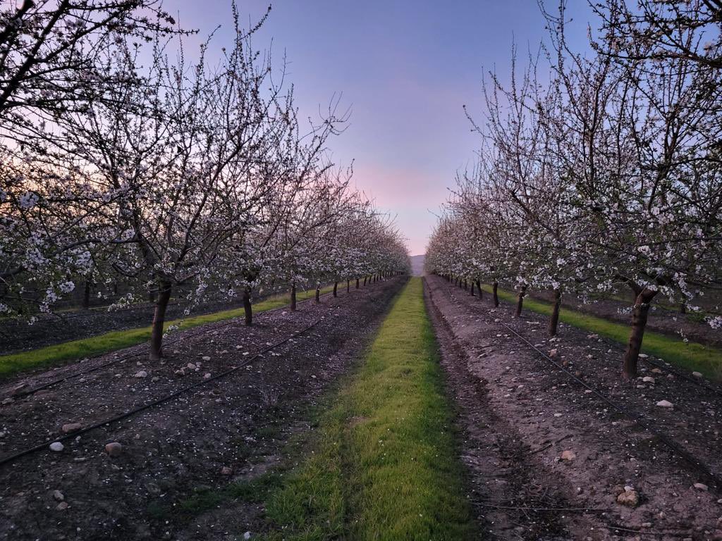 La floración más tardía y más rápida que conozco, tanto Soleta como Lauranne van como un 🚀. A ver cómo remata el año.