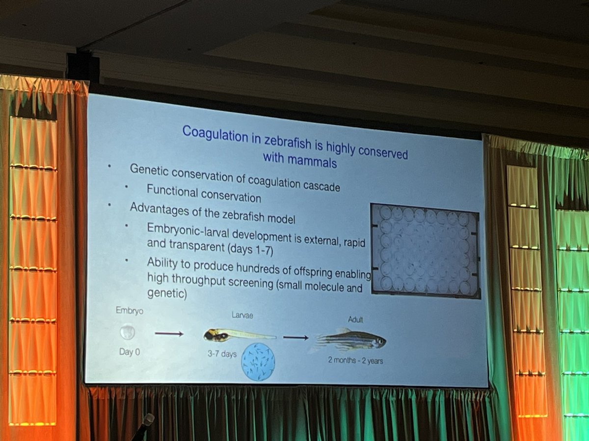 sparkenbaughlab's tweet photo. #htrs2023 @clot1 highlights advantages to using 🐠 zebrafish to study #coagulation + #tissuefactor duplication + role in #venousthrombosis and #arterialthrombosis https://t.co/VMinhPI5Az