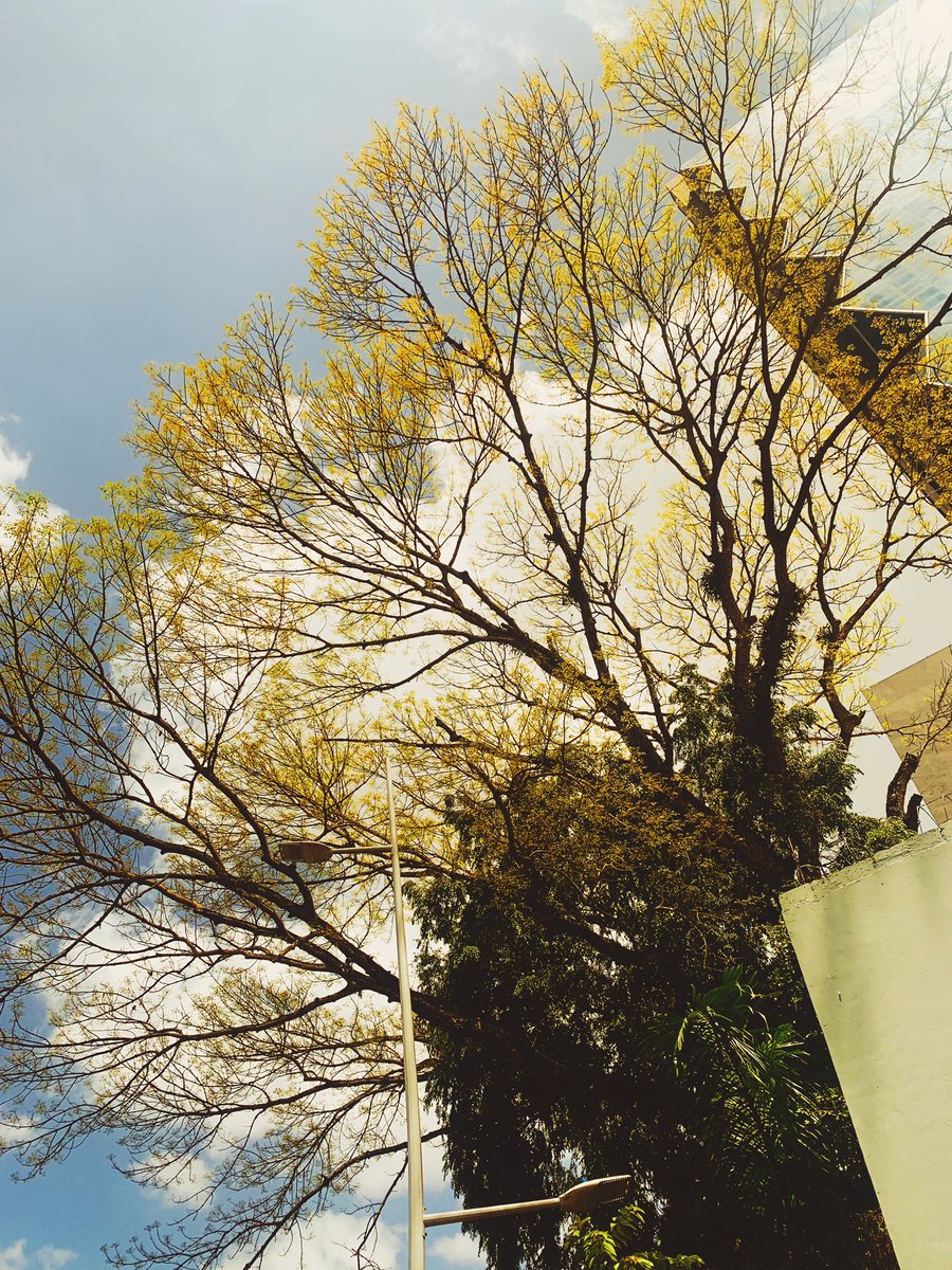 Carlos Bracho tweet media