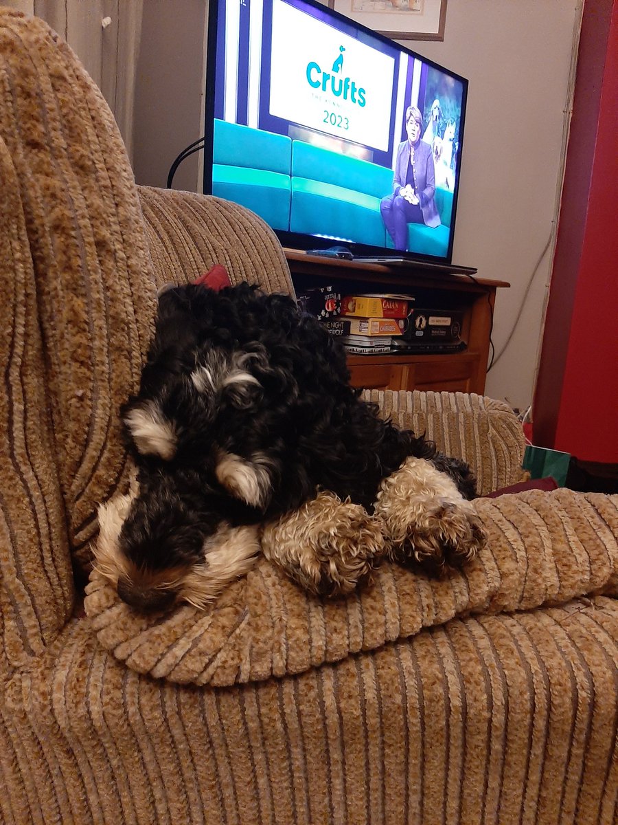 mairedebarra's tweet photo. Dusty dreaming about going to #crufts https://t.co/88gIKX5umQ