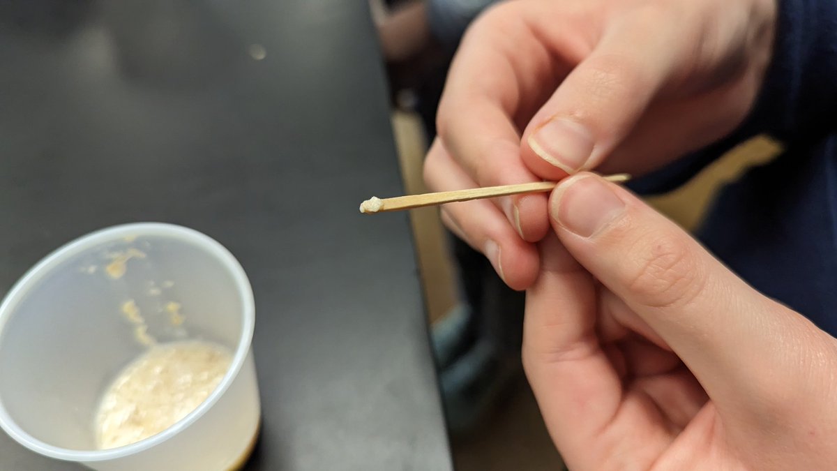 Our #CSI team was all about DNA this week, including extracting DNA from wheat germ. 
<a href="/msr_johnson/">Robin Johnson</a> <a href="/PhelpsCenter/">Phelps Center</a>