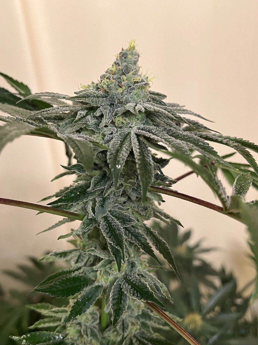 northwoodsnice's tweet photo. Messiah Mac @mujamessiah
(Sour Diesel x Mac 1)
Great combination of frost, taste and potency. This gal knocks!
#Cannabisbreeder #cannabisculture #cannabiscommunity #bringyourlungs #smokenice #getyourselfsomethingnice https://t.co/cQ9YslItGM