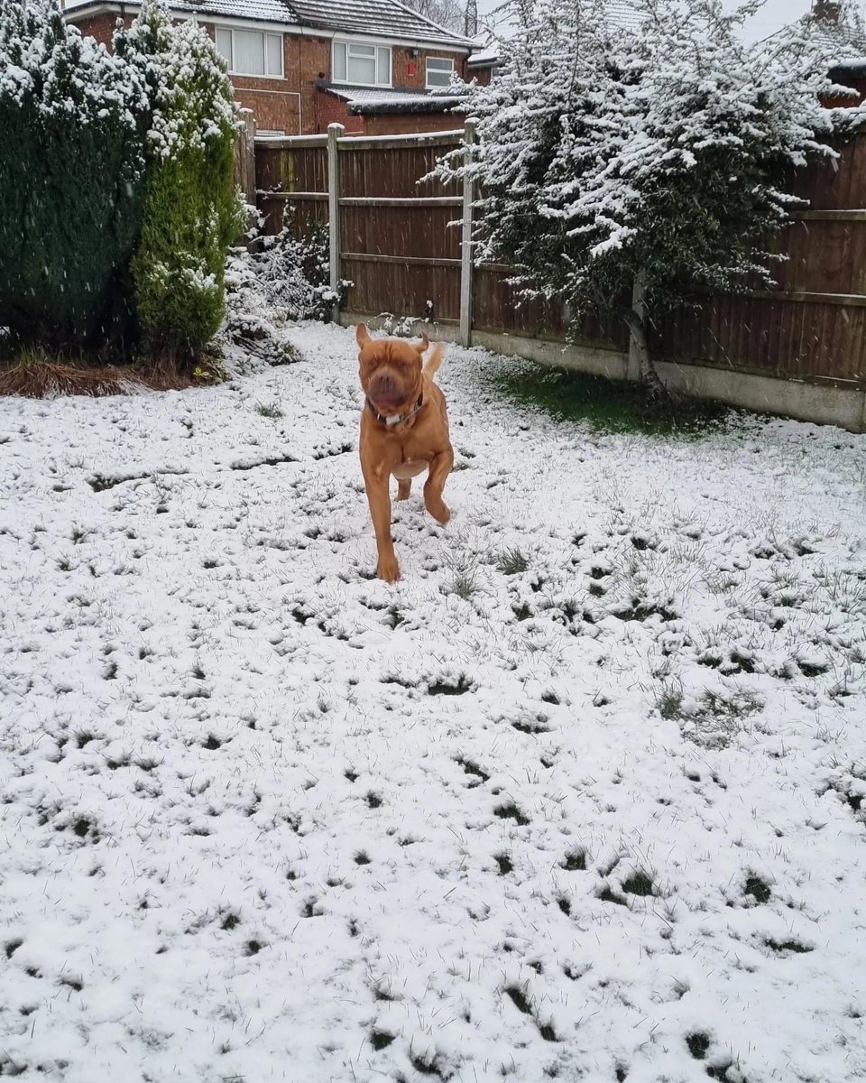 Kayteeanne3's tweet photo. #crufts3023
 Our Bosco enjoying the first bit of snow yesterday 🥹 https://t.co/fYegEHCKAX