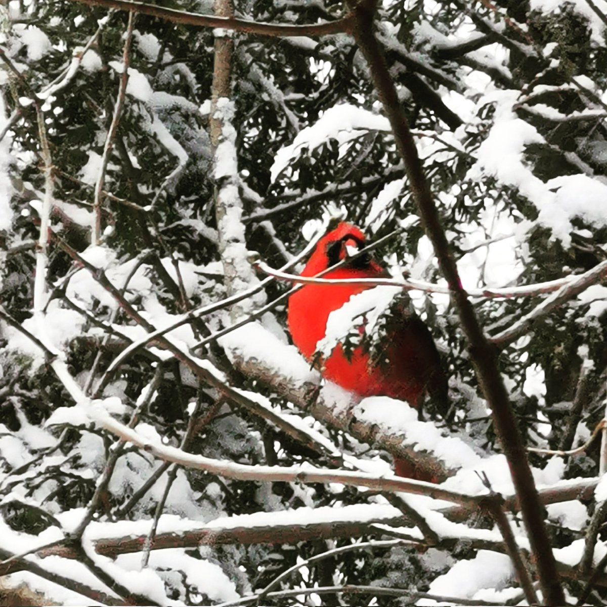 The snow doesn't keep my birds away💕