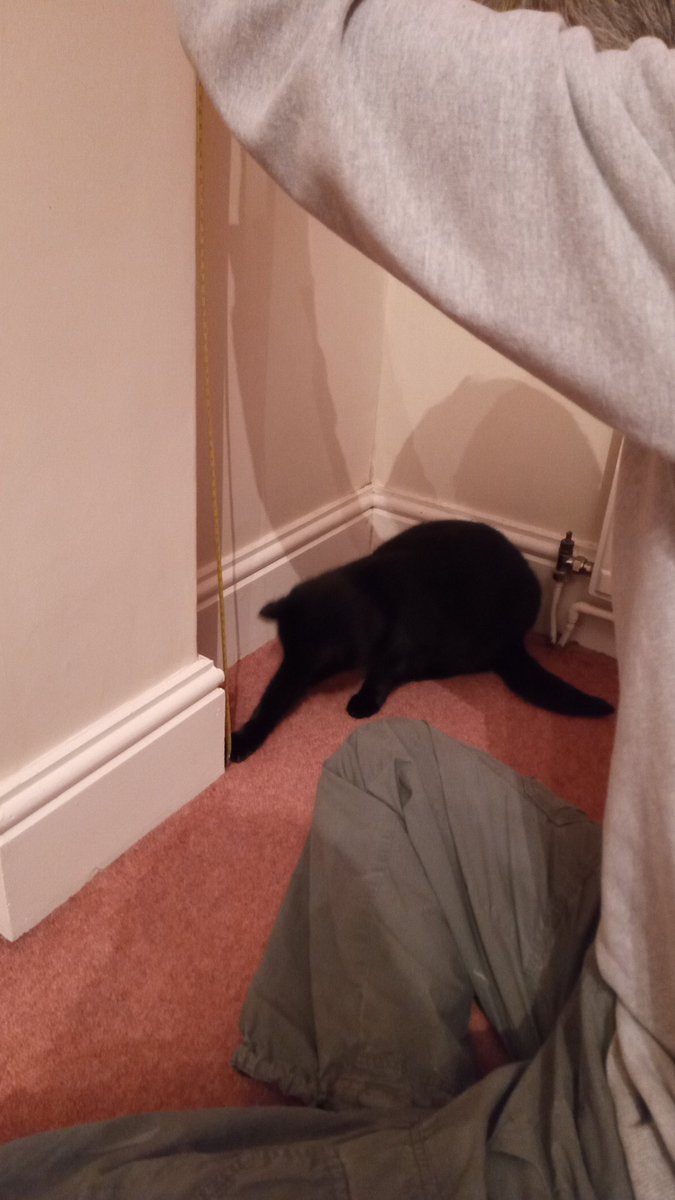 ElsieKay14's tweet photo. @CatWorkers Our great little workman. While measuring the alcove, my partner said to Ole 'hold this' and he did😂 😂😂 #ole #ACatsLife #blackcat 🐾 https://t.co/mcCd6KV3qF