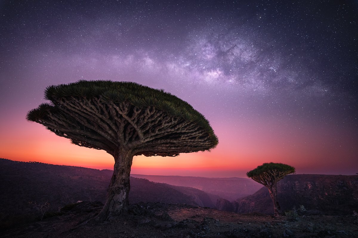 Gm fam! Here's my latest work from Socotra, where I was with @MarcoGrassi_ and @photopills guiding a photo tour. These are the famous Dragon's Blood Trees at the end of the astronomical twilight.