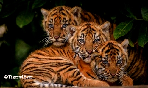 Tigers4Ever2010's tweet photo. Everyday there are ways you can help us save wild #Tigers for free by just doing ordinary things like making Tigers4Ever your favourite eBay #Charity https://t.co/rNJzRfIrPG #SundayMotivation https://t.co/GuLIzAd1Mj