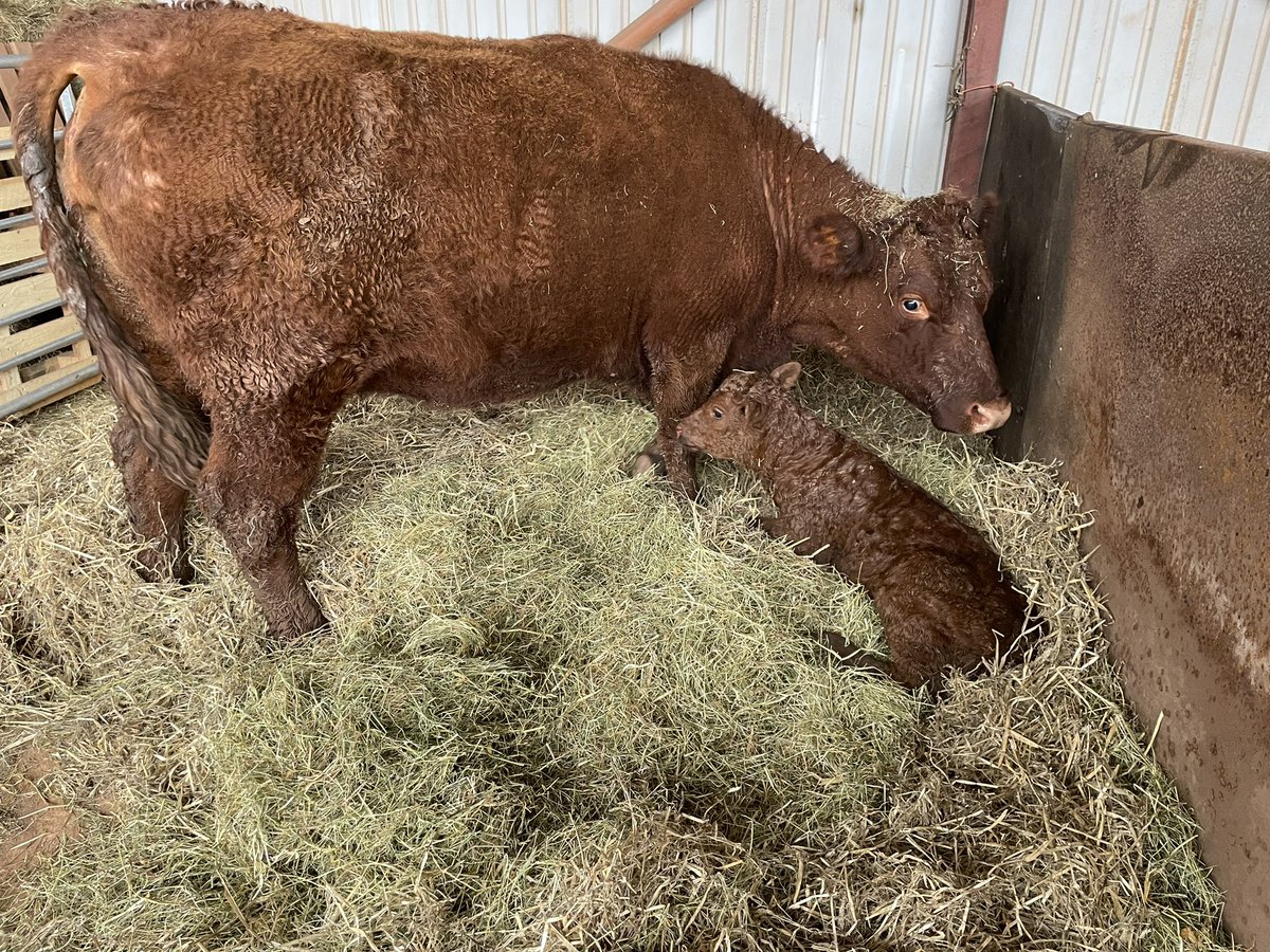 ExeValleyLamb's tweet photo. Little heifer born last night, don’t normally have cows inside but thought she’d appreciate a dry time. Calf much happier though mum is a little confused. #devoncattle #redrubies #devon #exeter #exminster #calving #calving2023 #nativebreeds https://t.co/gWM9ZTCxcT