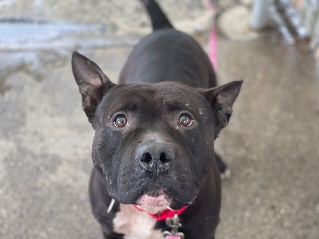 MyBoxerLuvMac1's tweet photo. 💔Fabio💔
#NYCACC #165433 2y
▪️Relisted TBK: 3/11💉
Friendly sweetie set loose in park! Has pneumonia + eating nothing @ all! Needs  injectable meds + out asap! Deserves loving, N.East #Adopter/#Foster, 4 Medical Tx, 2 heal. Pls #pledge
💞Fabio https://t.co/RumFrm5mVI