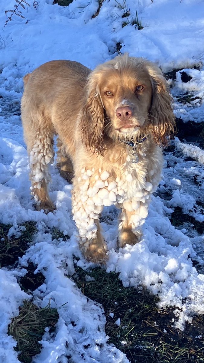 danpitt7's tweet photo. Toffee’s new white trousers… https://t.co/Viylk8gpoc
