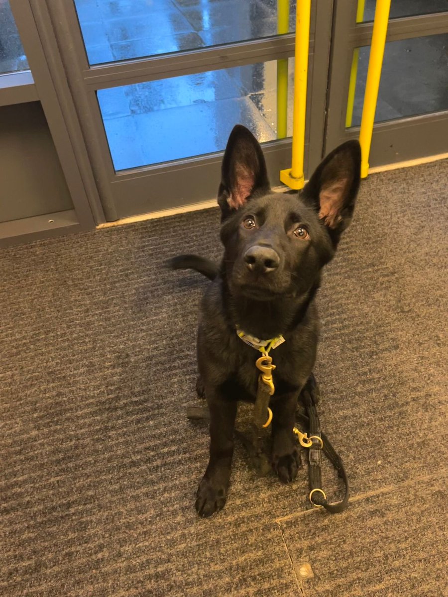 DC_Police Dogs ( Puppy Development Program) on Twitter "TPD Phantom