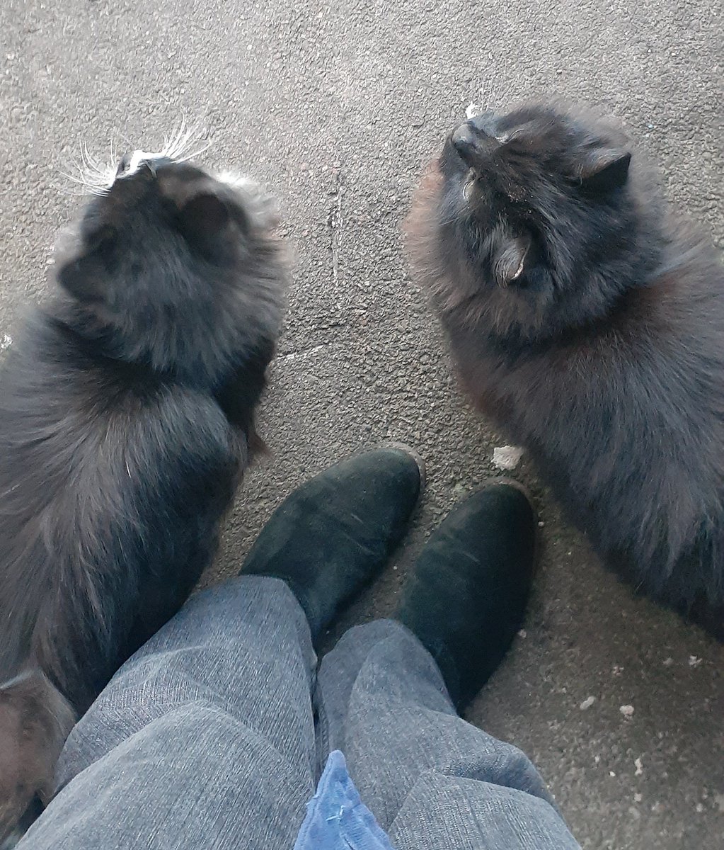 kittyzht's tweet photo. рт❗🐈
новий збір на потреби вуличних тваринок💌😌
я і моя команда купляємо корм, лікуємо тварин, оплачуємо перетримку лише з донатів, але останнім часом це стало важко робити💔котиків/песиків більше, грошей менше, на жаль

підтримати можна нижче👇
звіти раз в тиждень💓🤲по
#корм https://t.co/Gv4mtl0tKR