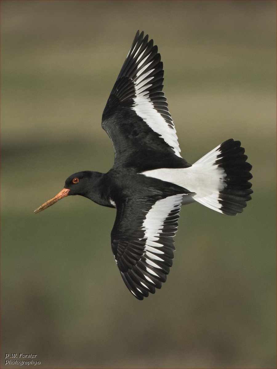 paul230156's tweet photo. Oyster catcher Margrove Recent 
@teesbirds1 @WhitbyNats @Natures_Voice @wildlife @clevelandbirds @teeswildlife @TeesCoast @DurhamBirdClub @TeesmouthNNR @RSPBSaltholme @YWT_North @NTBirdClub @Waderworld1 @WaderStudy @ShorebirdsDay @J_Reneerkens #7DM11 #BIF https://t.co/2UHyeFektY