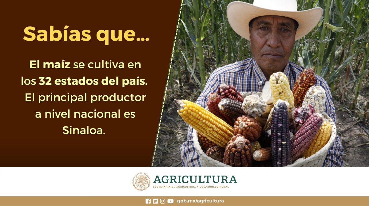 Agricultura on Twitter: "En 2021 la producción de maíz fue de más de 27