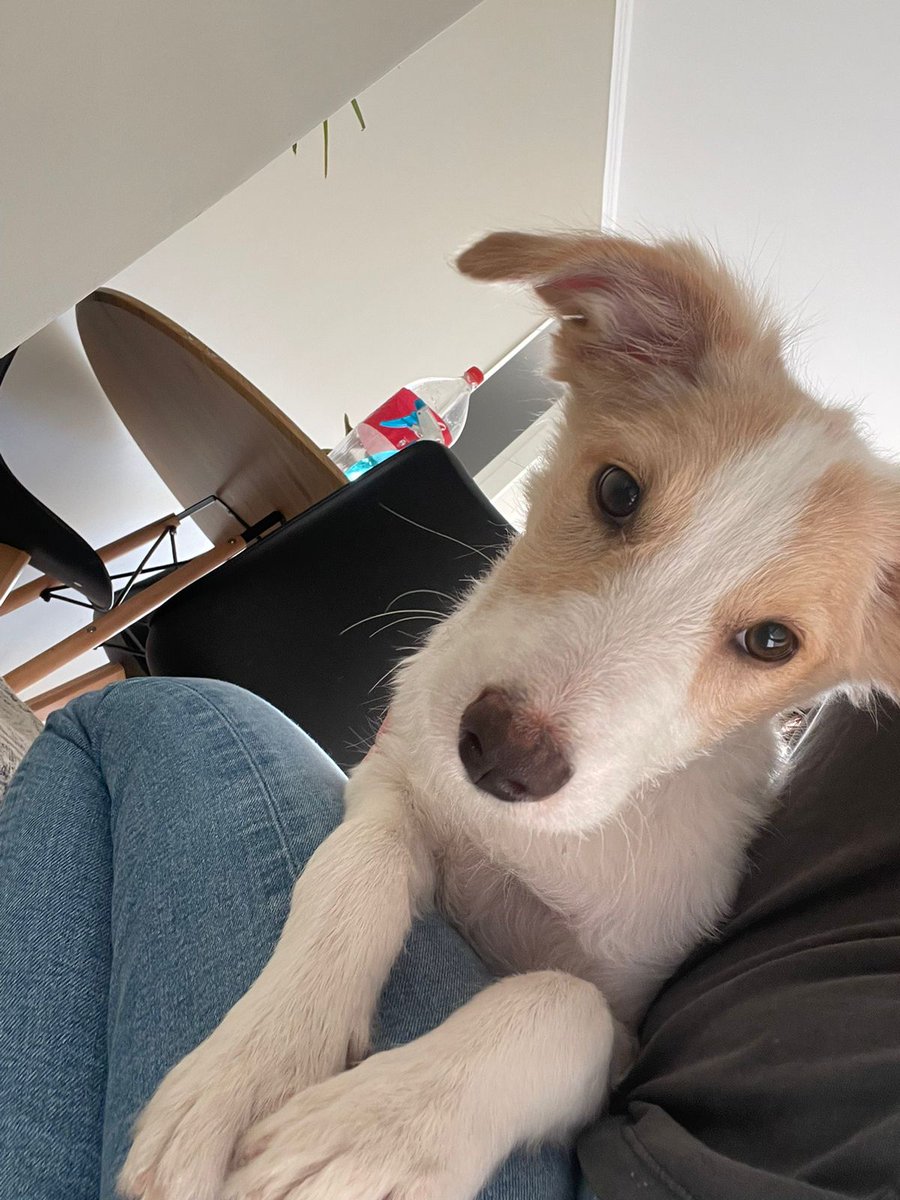 Conniefaa's tweet photo. Holaaa. Por fa ayúdame a difundir. Se encontró a esta bebé en Vicuña Mackena poniente paradero 12 1/2. Tiene 5 meses, sin chip. Si alguien quiere adoptarla me escribe  🫶🏻 https://t.co/nx9MEhcYCv