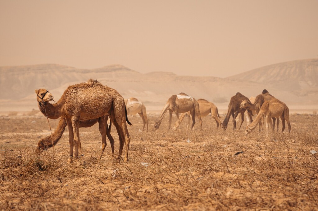 AdamDCohn's tweet image. A bit more of those desert colors. First 2 are in the middle of nowhere on a desert highway, 3rd is the silhouette of a shepherd and his goats on a hillside over the Dead Sea. #jordan #desert #camels #camel #mirage #silhouette instagr.am/p/CpnnFBKq99A/
