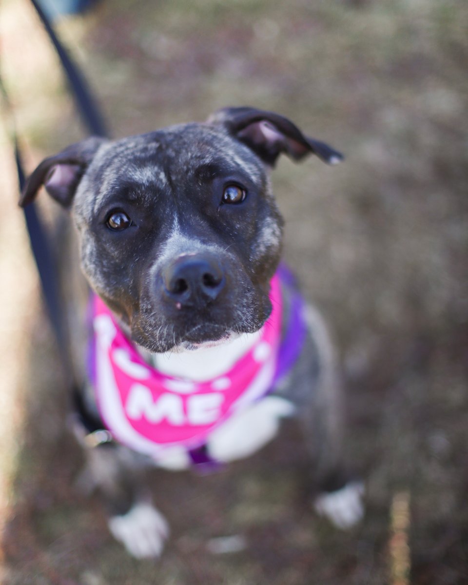 patrick_subaru's tweet photo. Meet our March Adoptable #WorcesterAnimalRescueLeague Dog of the Month - Nissa! Visit https://t.co/ckdVTMNRdI for more information. #SubaruLovesPets https://t.co/vR0nNegoHH