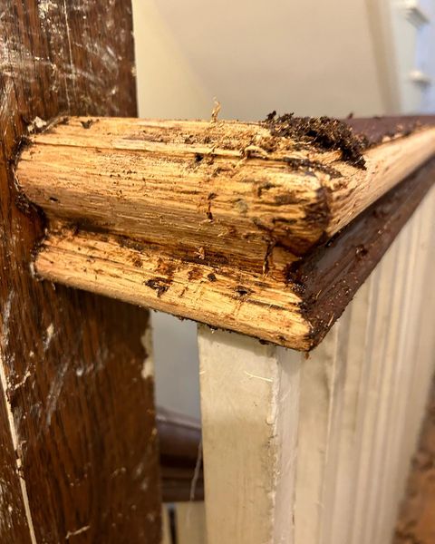 AllwayToolsInc's tweet image. To get heavy-duty scraping done right, you need the right tools on hand.  Ask third generation floorman Izaiah Barrow. #AllwayTools #F42 #F22 #WoodScraper #HeavyDutyTools"