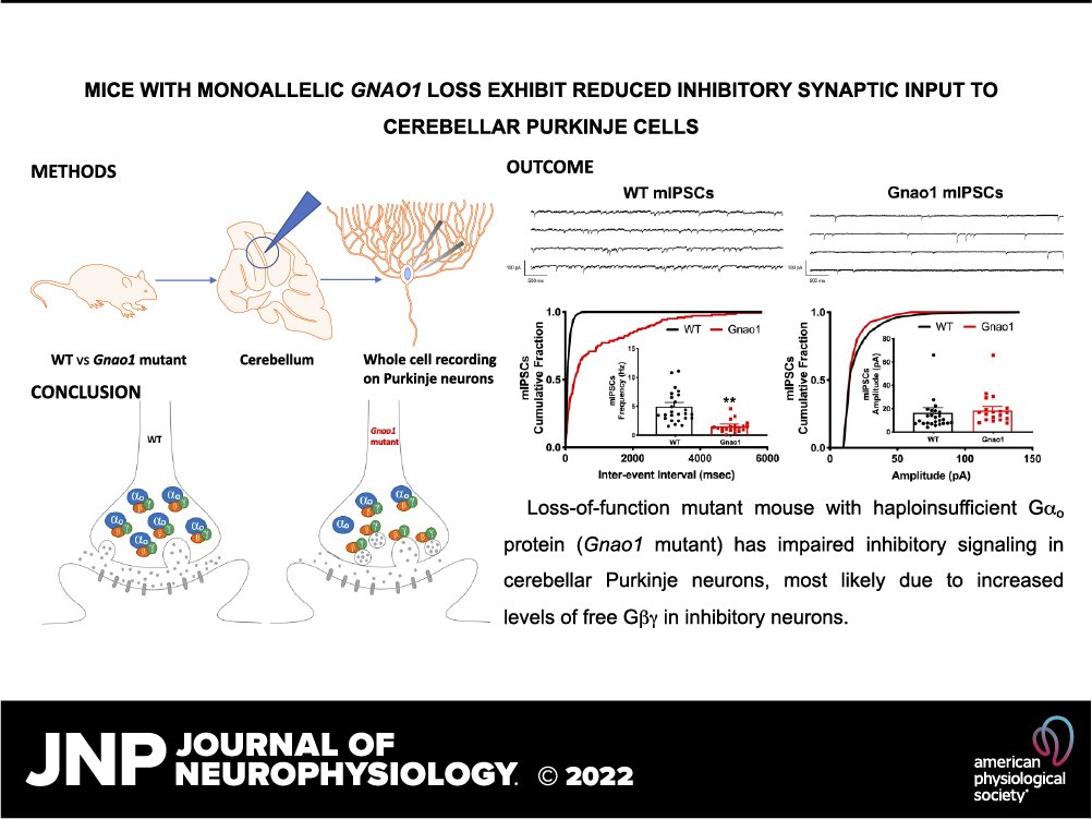 🔓 #SuggestedRead 🔓 This research is the first report on the electrophysiological mechanisms of GNAO1-associated #MovementDisorders using an animal model since the discovery of this disorder in 2013.

🖱ow.ly/72m250NbjoY

#GNAO1 #cerebellum #PurkinjeCells @rneubig