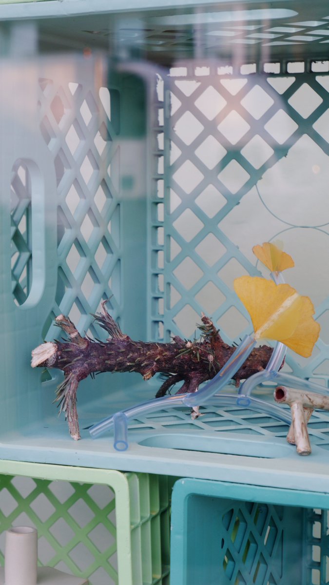 Wenting Li tweet media