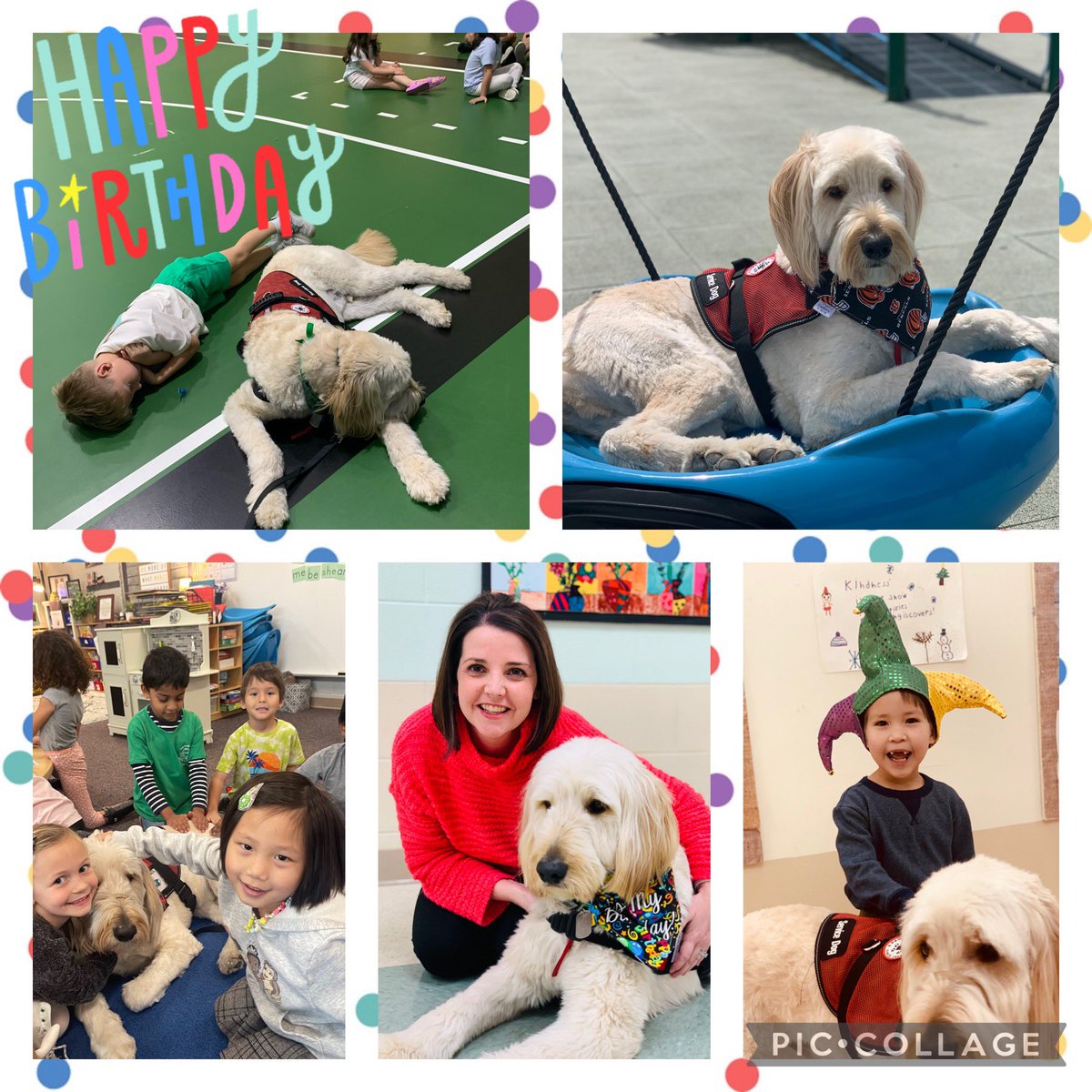 MECC_Counselor2's tweet photo. This “gentle giant” turned “3” today! Happy Birthday, Gibson! You make every day brighter at MECC! We 💚 you!! 💚🐾💚 #MVPs #MostValuablePups #GibsonSparkles @schatzj9 @MrsBly_MECC @MasonSchools https://t.co/54pfjRTu8D