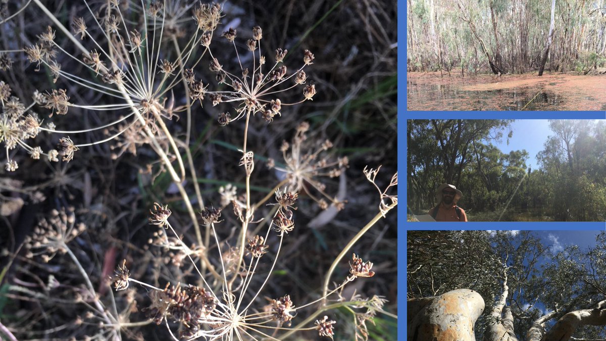 E_R_Australia's tweet photo. The team have had a stunning week doing #wetlandsurveys. The weather couldn't have been more perfect! 🌿🫧 #wildoz #lifeinthefield https://t.co/sPjmNuL9xo