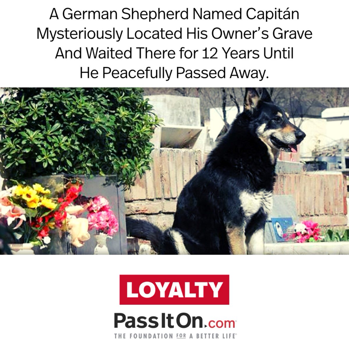 #loyalty #passiton
.
.
.
#inspiration #motivation #inspirationalquotes #values #valuesmatter #dogs  #instadogs #germanshepard