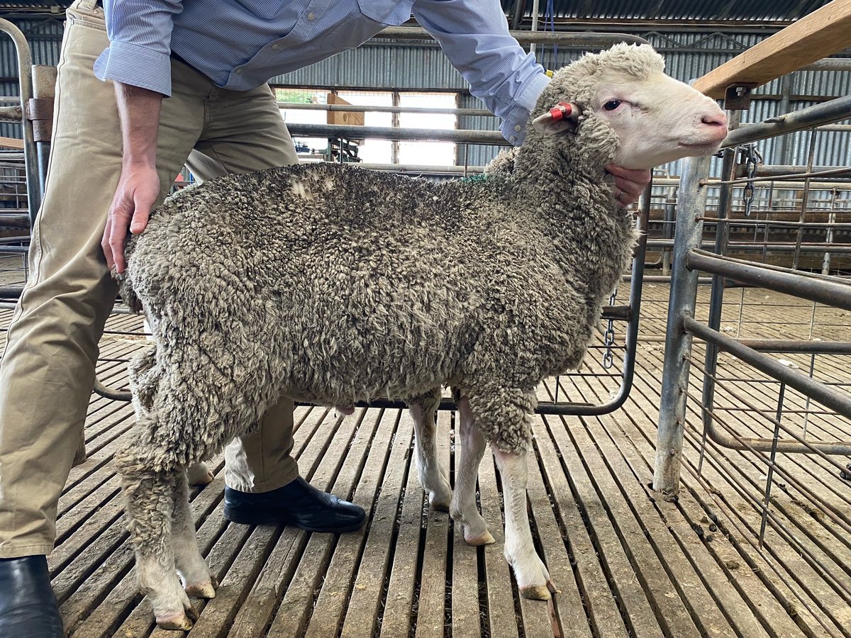 At 8 mths of age, Burnbrae Poll 220025 is starting to emulate what we set out over a decade ago to drive change across our business. Welfare and reproduction traits underpinning our key production traits. <a href="/neXtgenAgri/">neXtgen Agri Ltd</a> <a href="/Fergenetics/">Mark Ferguson</a> <a href="/DarrenGordon22/">darren gordon</a> <a href="/HenryHickson99/">Henry Hickson</a>