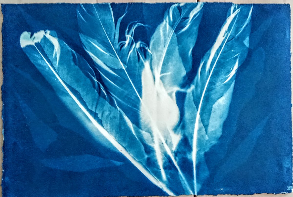 'feather flush' #cyanotype #art #printmaking