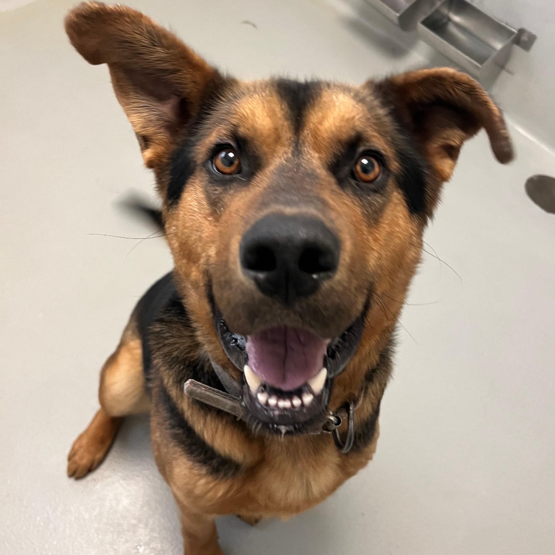 WinnipegHumane's tweet photo. We couldn't pick our favourite Buddy photo!😆 As his name suggests, Buddy wants nothing more than to be someone's best bud. He is one and a half years old and a lot like a big puppy with a goofy personality and a near-constant doggy grin. Visit 45 Hurst Way. 🐶❤️ #adoptdontshop https://t.co/RI9Y5Ds4hm