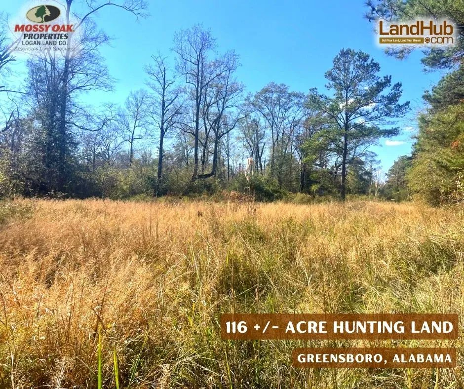 Excellent hunting tract in a well know area for turkey, deer and duck hunting. 🦌🦆🦃 
Situated 1 mile north of Highway 14 just east of Greensboro, #Alabama. 
#huntingland #deerhunting #landforsale 

MORE INFO 👉 bit.ly/3JxHLiB