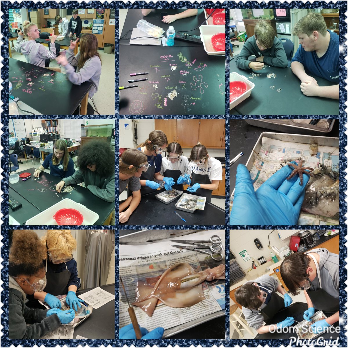 AllisonOdom007's tweet photo. Marine Ss finished up their Mollusc Unit with a squid dissection and going back through their beach sort! They can now identify bivalves, gastropods &amp; cephalopods based on their characteristics! #odomscience @dsprinkmcpss @DrMelodyTucker @almabryanths https://t.co/23da4xDeHO