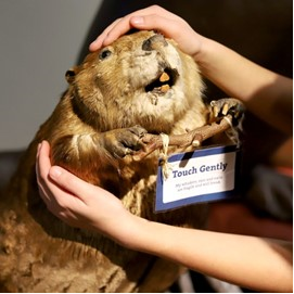 Science World Teacher Resources (@scienceworldtr) on Twitter photo Coming up April 29 : Sensory-Friendly Morning
<a href="/scienceworldca/">Science World</a> !
Explore exhibits & galleries in a comfortable, less crowded environment.
Wherever possible, exhibits will have adjusted operations& lowered volume levels from 8โ10 am.
Learn More: scienceworld.ca/event/sensory-โฆ #BCEd Coming up April 29 : Sensory-Friendly Morning
<a href="/scienceworldca/">Science World</a> !
Explore exhibits & galleries in a comfortable, less crowded environment.
Wherever possible, exhibits will have adjusted operations& lowered volume levels from 8โ10 am.
Learn More: scienceworld.ca/event/sensory-โฆ #BCEd