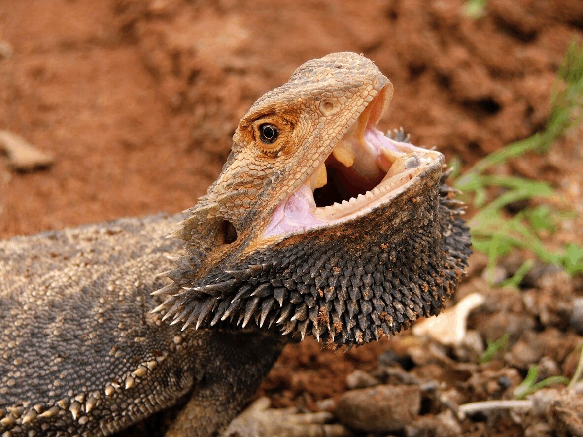 Critters And Crawlers on X: Bearded dragons can be feed a wide