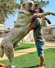 @SomtochukwuEkw3 @Leewiztoby @gentle_papii Bro c beast called dog na
