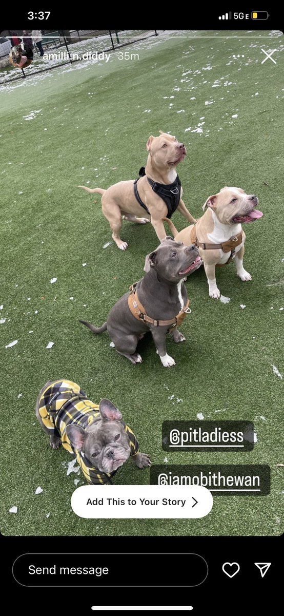 Dog park with friends ♥️
#DogsofTwittter