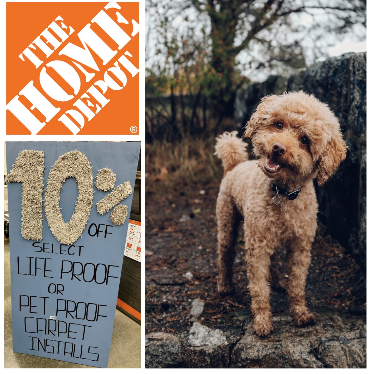 ACS_flooring's tweet photo. That's right puppy, come on in... @HomeDepot's #PetProof technology carpet resists soil, stains, and even odors! Visit your local Home Depot store for more details about receiving 10% off — professional #CarpetInstallation included! Offer ends 03/19! #petfriendly #ACSflooring https://t.co/GxWRqc33Nj