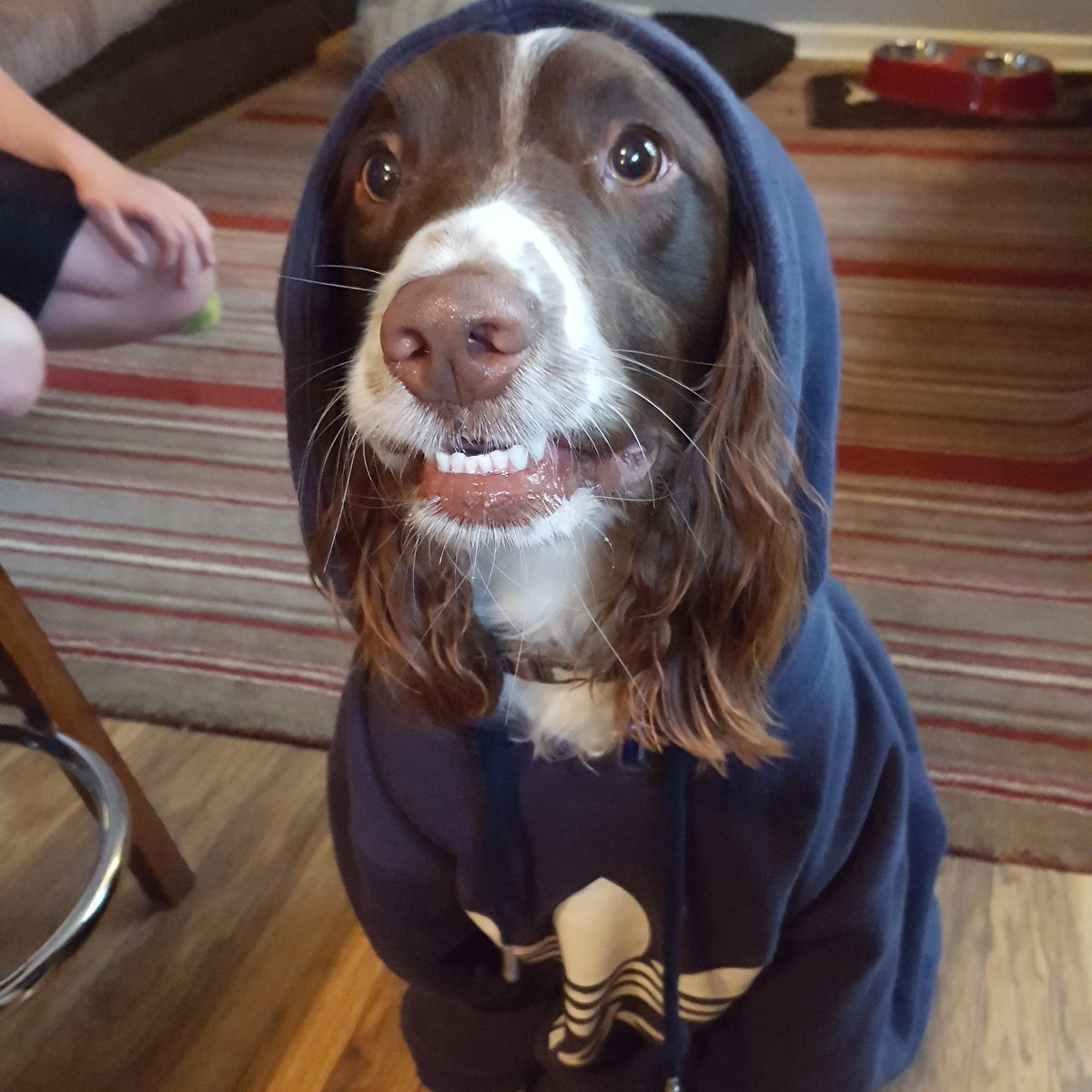 Bugga_Lugs's tweet photo. @DreyfusJames Here’s our boy Archie to put a smile on your face James😁😁😁 https://t.co/0y1dZmB5bT