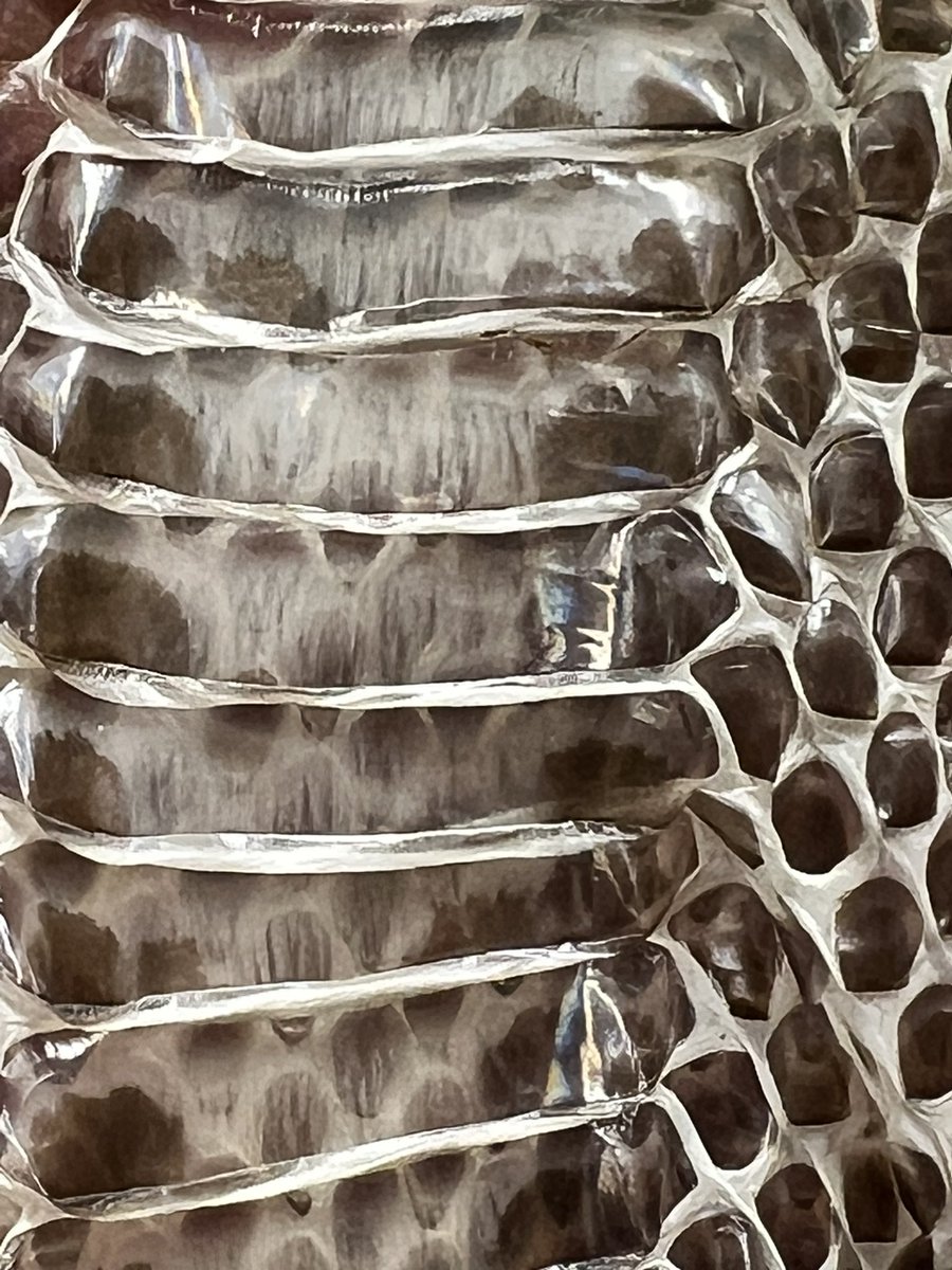wendi322's tweet photo. Our beautiful Sally and her freshly-shed shine! Looook at that skinโthe patterns, the luminescence ๐ #classroompets #snakes #ScienceInAction @JMHSJets https://t.co/wZMMEU3l4B
