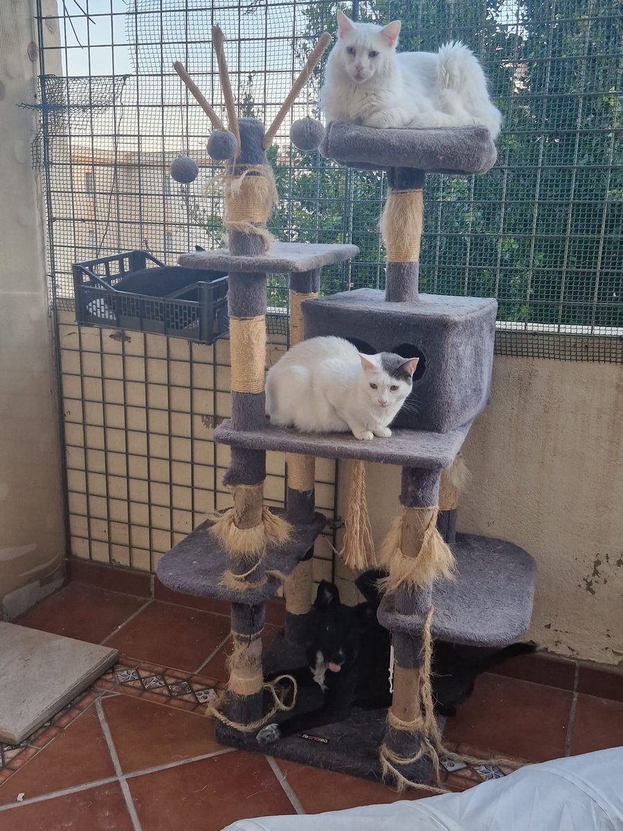 perrosdemalaga's tweet photo. En casa de acogida 🥰 así los abandonos no son tan dolorosos 💔

Si puedes acoger un perro o gato, escribe un email a perrosdemalaga@gmail.com

Acogidas en Málaga. 
Cubrimos alimentación y gastos veterinarios. https://t.co/8JJw2p5RSl
