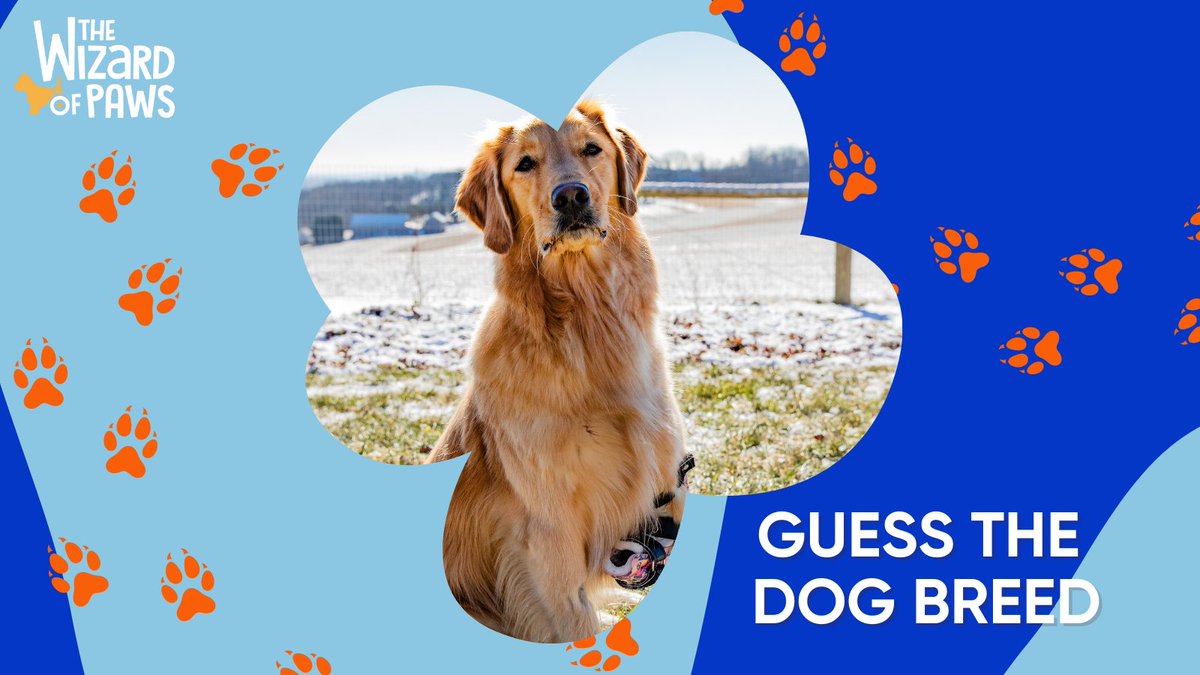 The Wizard of Paws tweet media