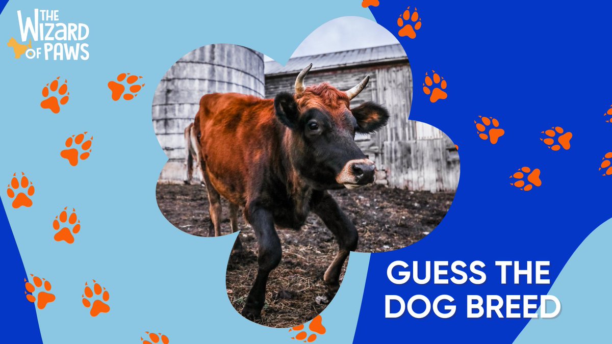 Calling all dog lovers! 💛 Can you guess this dog breed? Leave a comment below! #WizardofPaws #WizardofPawsTV #BYUtv