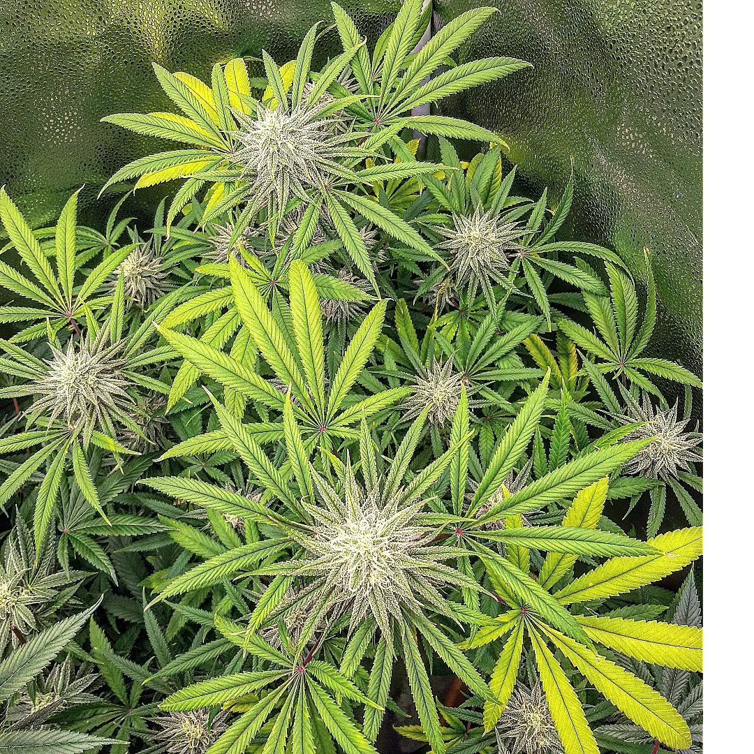 nickalexrian's tweet photo. #tonyprofitF3 (unreleased)week 6, 🧬dr.dank. Sharp citrus, skunk, and latex terps on this pheno 🤤 #organicmechanicsoil #lotusnutrients #cxhorticulture #vagrown #soilgrown #vastrong #testing #Mmemberville #budpics #flowering https://t.co/7yqb7QIyms