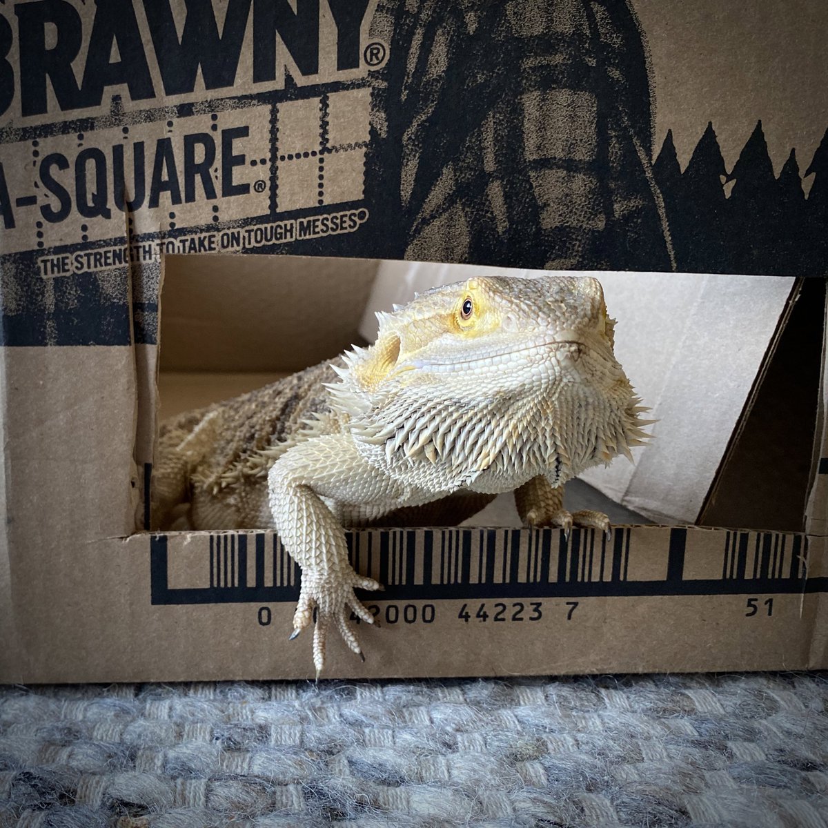 🦎 Bando tweet media