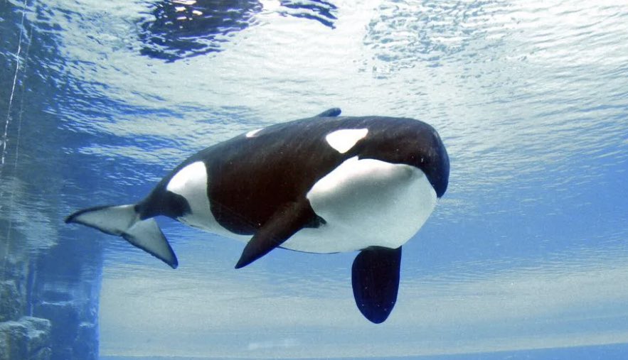 The passing of Kiska, MarineLand’s last orca marks the end of orca captivity in Canada forever. #RIPKiska