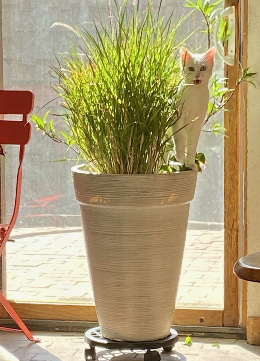 suenosdeuomi's tweet photo. One whole week with this formerly fighting &amp; biting kitty turned her into the perfect pet. No more running around wild, trying to climb the walls, but easy hanging out in her pot, her spot in the sun. #FosterKitty #Adoptable #Cat #TwitterKittens https://t.co/DOOKNC8qMo