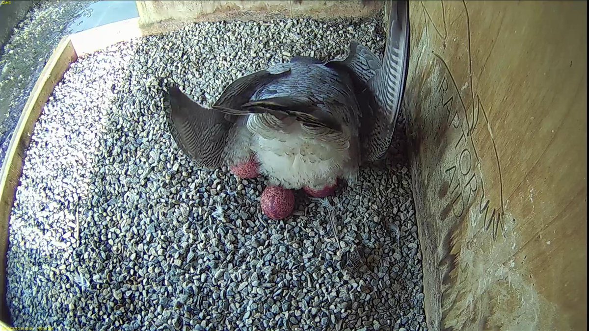 FaBPeregrines's tweet photo. Tom's fluffy bottom!
#classicshot https://t.co/GozttL5NGo